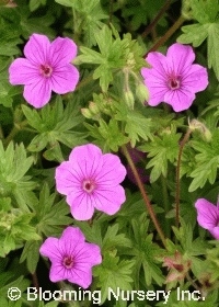 Geranium sanguineum x procurrens 'Dilys'